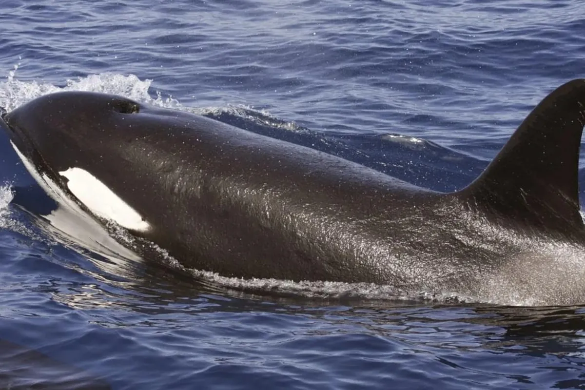 Concern in Greenland about the behaviour of orcas: "It's like they're exploring a new room"