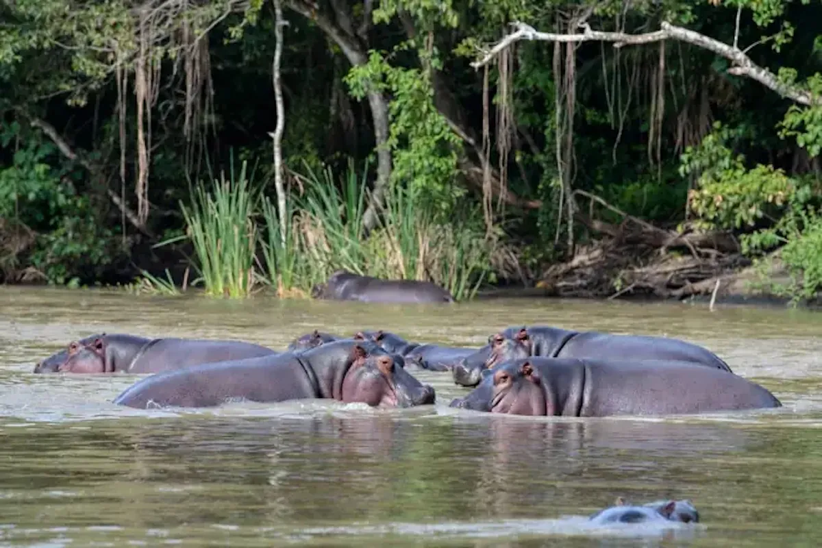 Colombia has approved the culling of Pablo Escobar's infamous 'cocaine hippos'