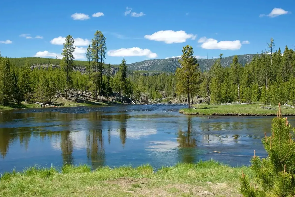 Yellowstone is witnessing an unprecedented natural phenomenon: wolves, elk and aspens demonstrate the self-regulating power of nature