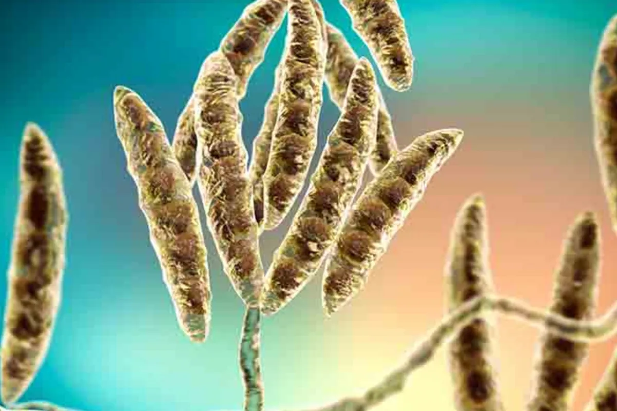 Concern in the US over smuggling of fungus introduced by Chinese scientists that is devastating farmland