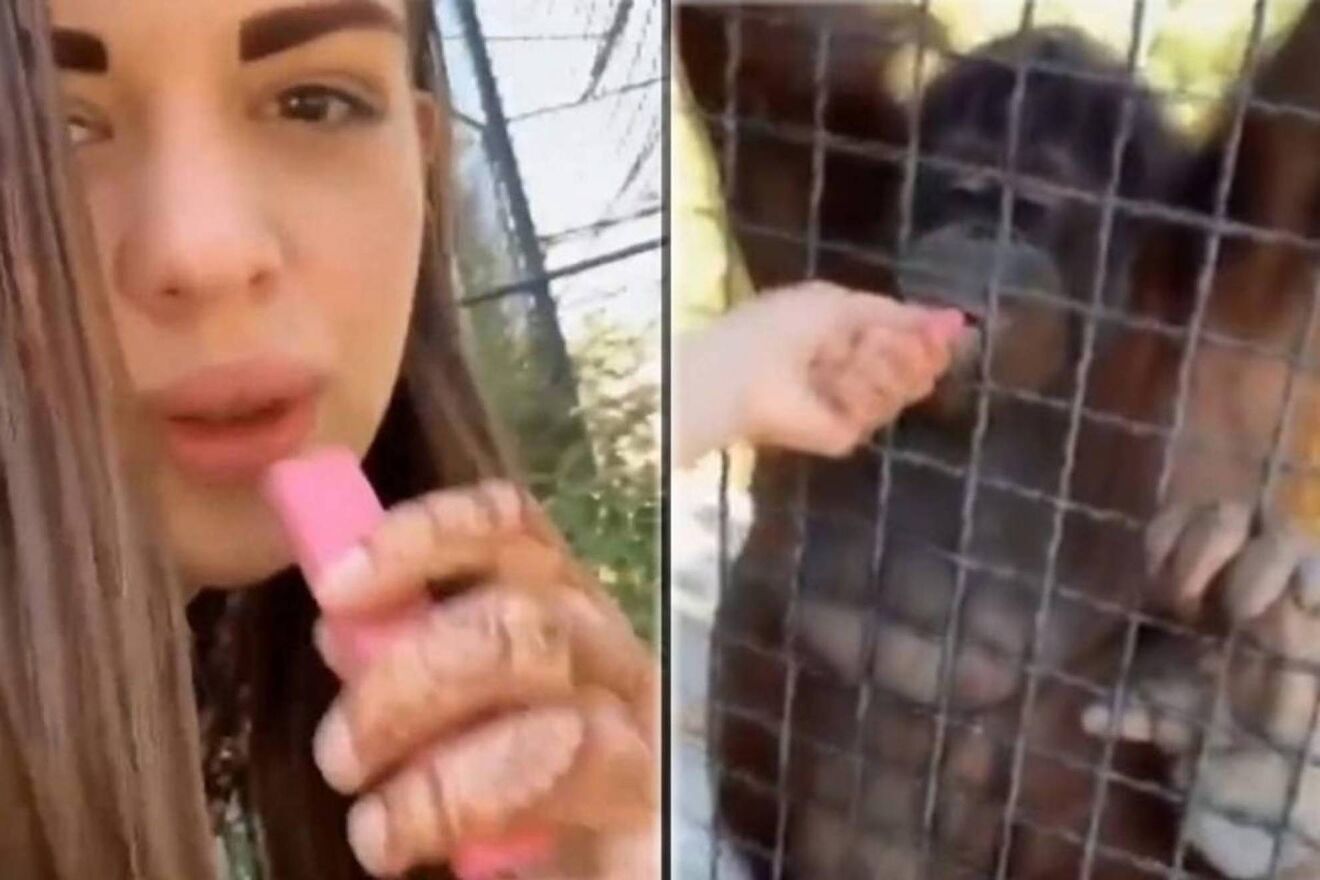 Worldwide controversy: Boxer forces endangered orangutan to smoke