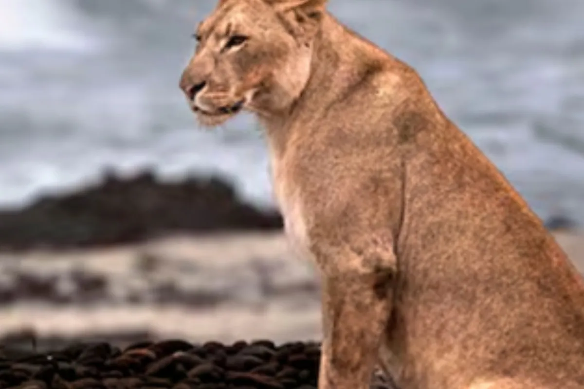 Revolution in wildlife: lions leave the desert and go to a beach in Namibia to hunt seals