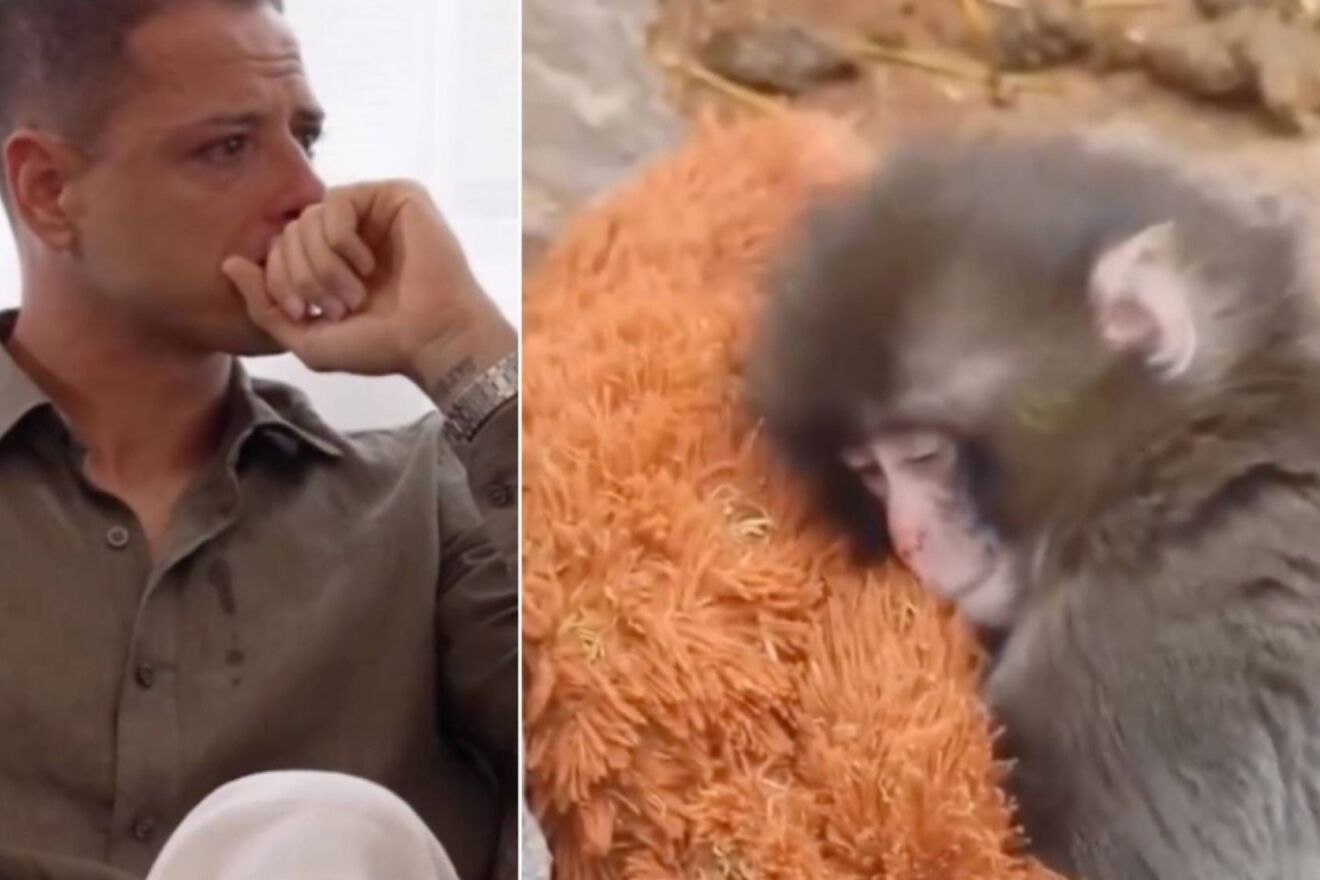 Chicharito Hern�ndez breaks down in tears with the story of Punch Monkey, the baby monkey that is trending worldwide