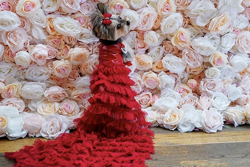 met gala 2024 red dress What time is the Met Gala 2024? And where to watch the event's red carpet?