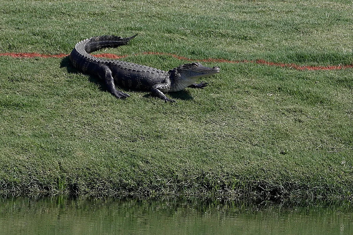 Massive alligator shocks golfers with unexpected appearance on the