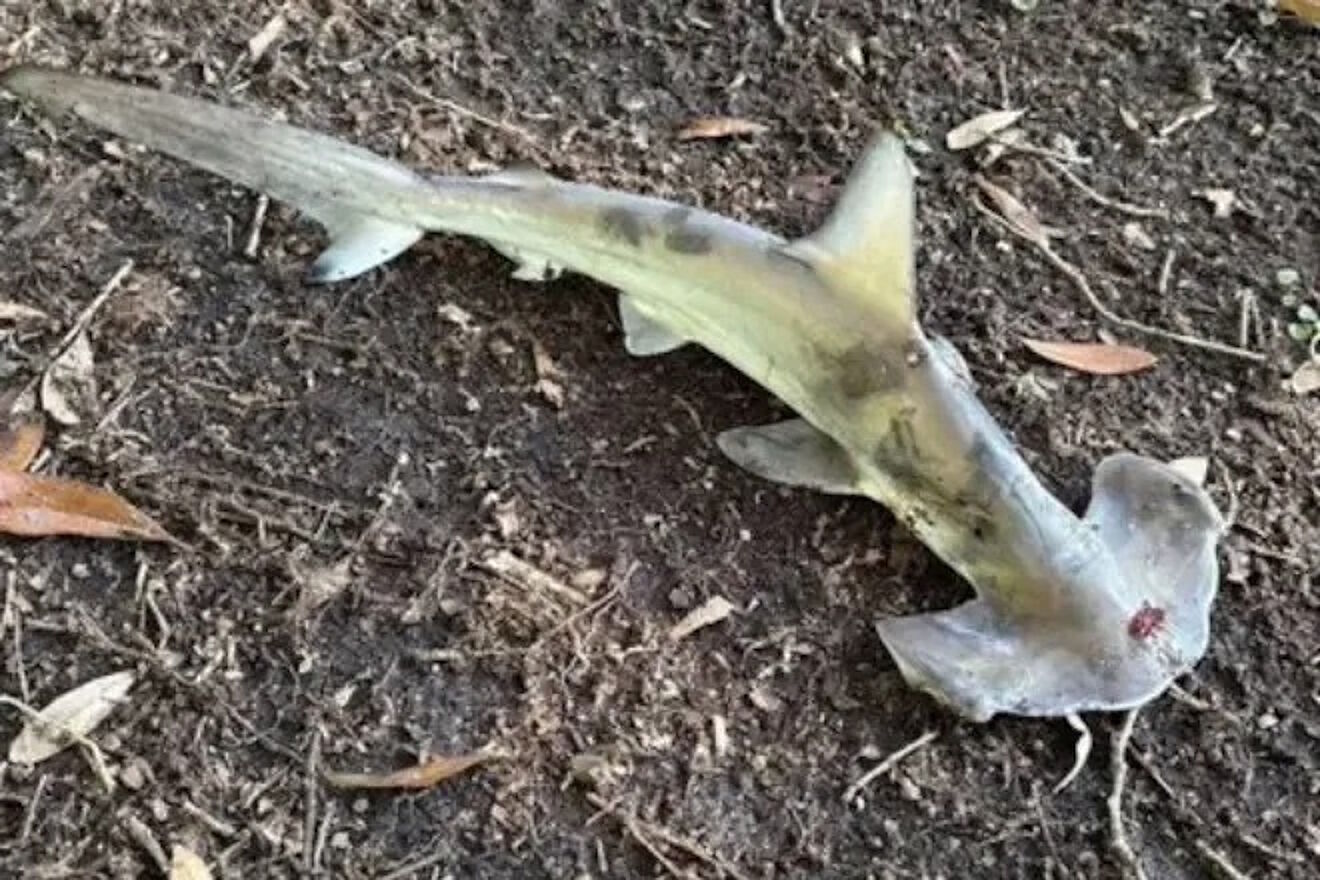 Baby Hammerhead Shark Falls From Sky
