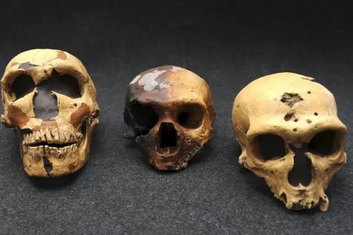 Earthquake in archaeology: a new study suggests that Neanderthals disappeared for a reason not previously considered