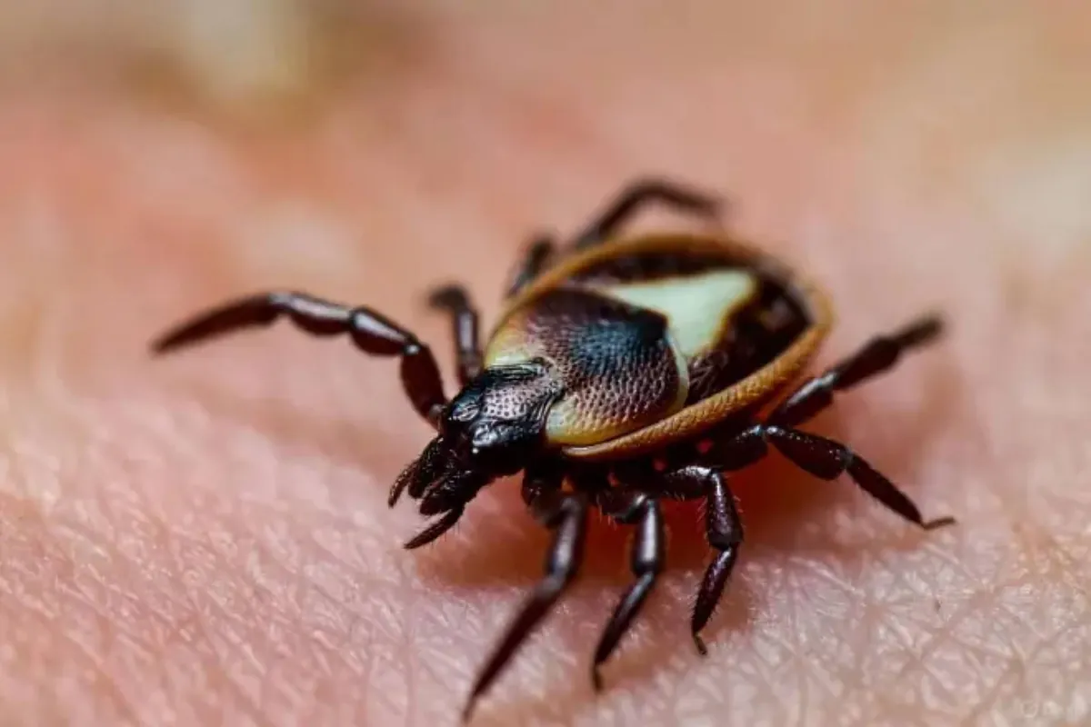 Researchers confirm first death from meat allergy caused by tick