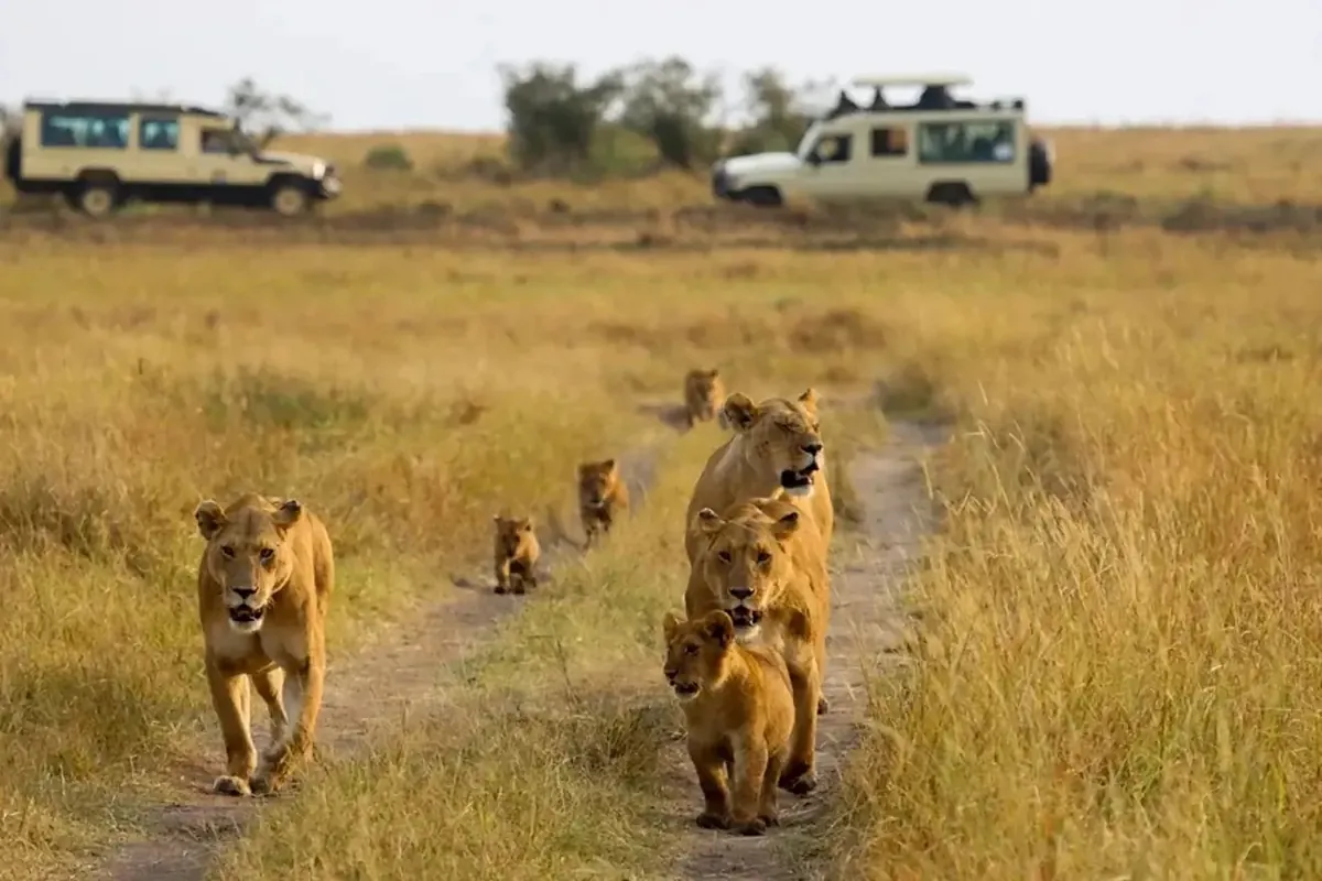 Scientists can't believe what's happening in Africa involving lions, ants and trees