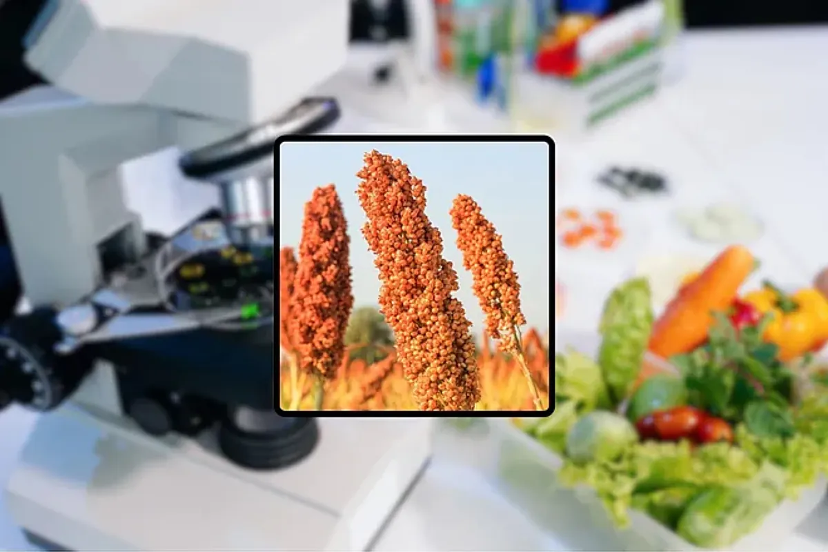 This is the drought-resistant grain set to become the next superfood, according to science