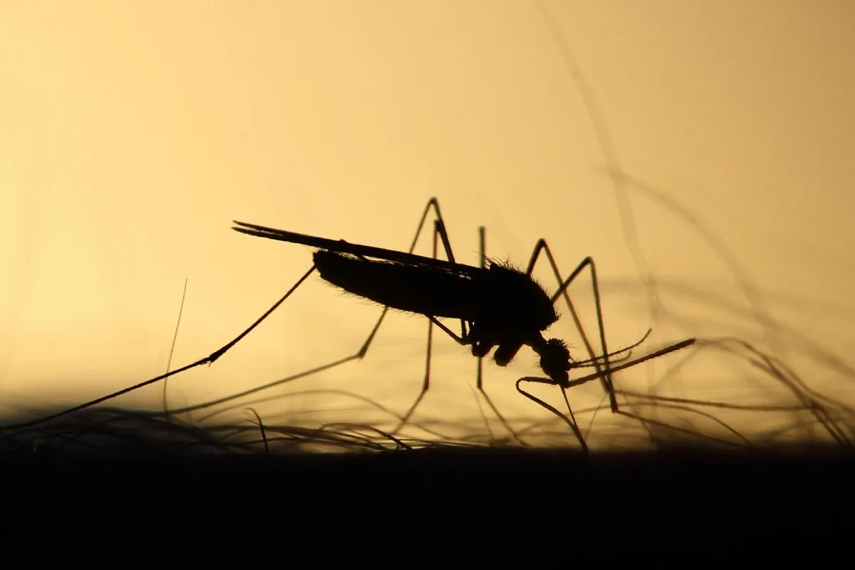 Iceland's first mosquitoes in history