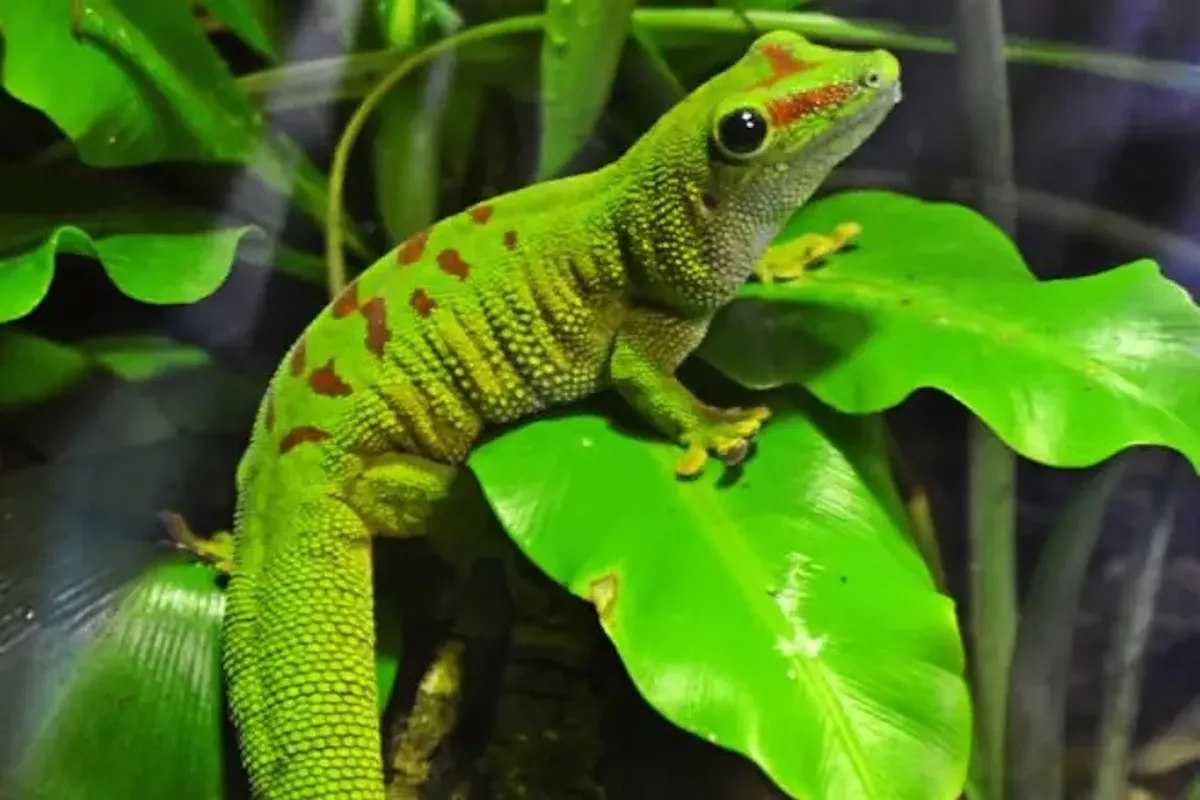 A small rocky island north of Australia has created its own ecosystem: researchers discover three new species