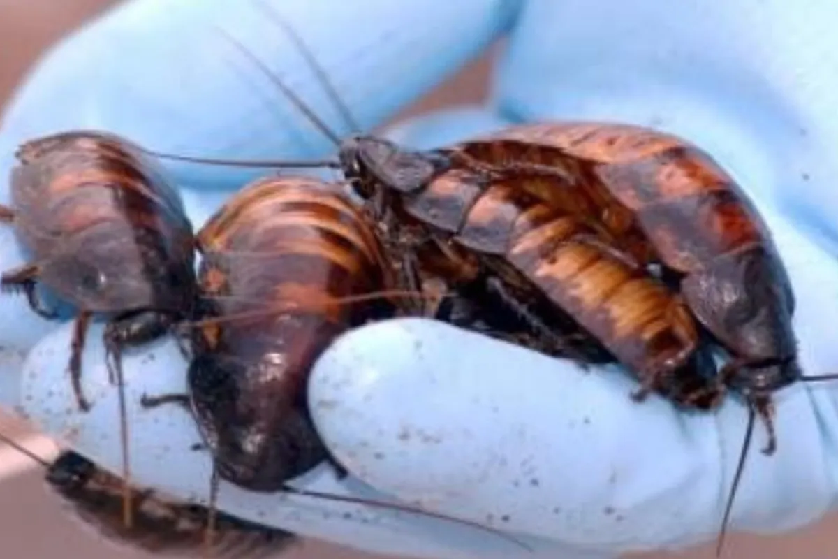 A startup is looking to turn cockroaches into the spies of the future
