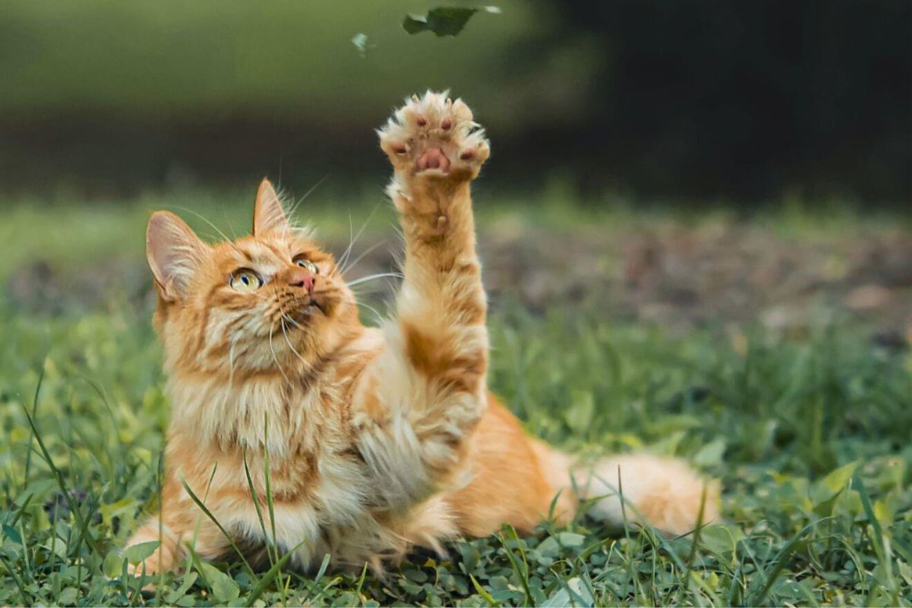 �Por qu� es tan dif�cil encontrar comida para gatos que les guste?