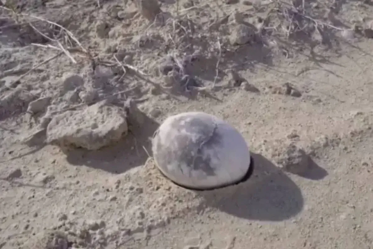 Paleontological milestone: scientists unearth a dinosaur egg in Argentina that looks freshly laid