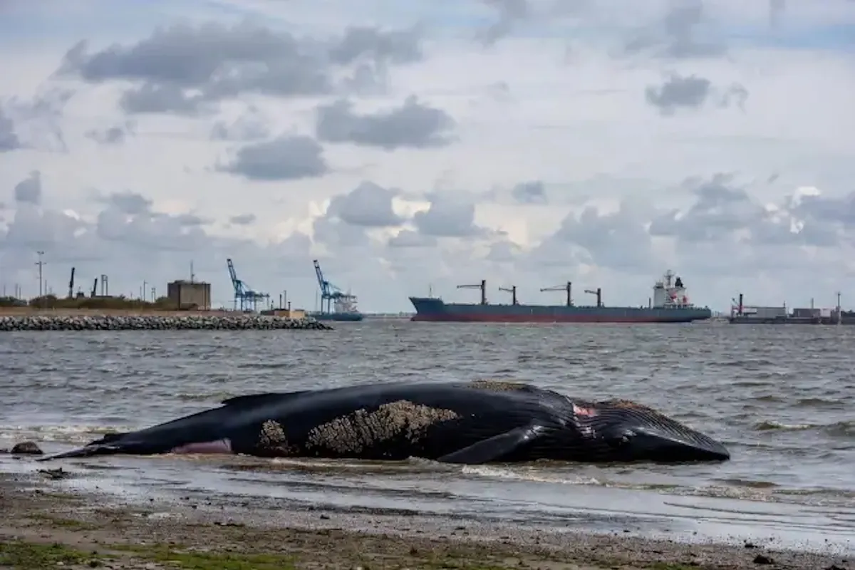 Another dead whale in New York raises concern among experts on the U.S. coast