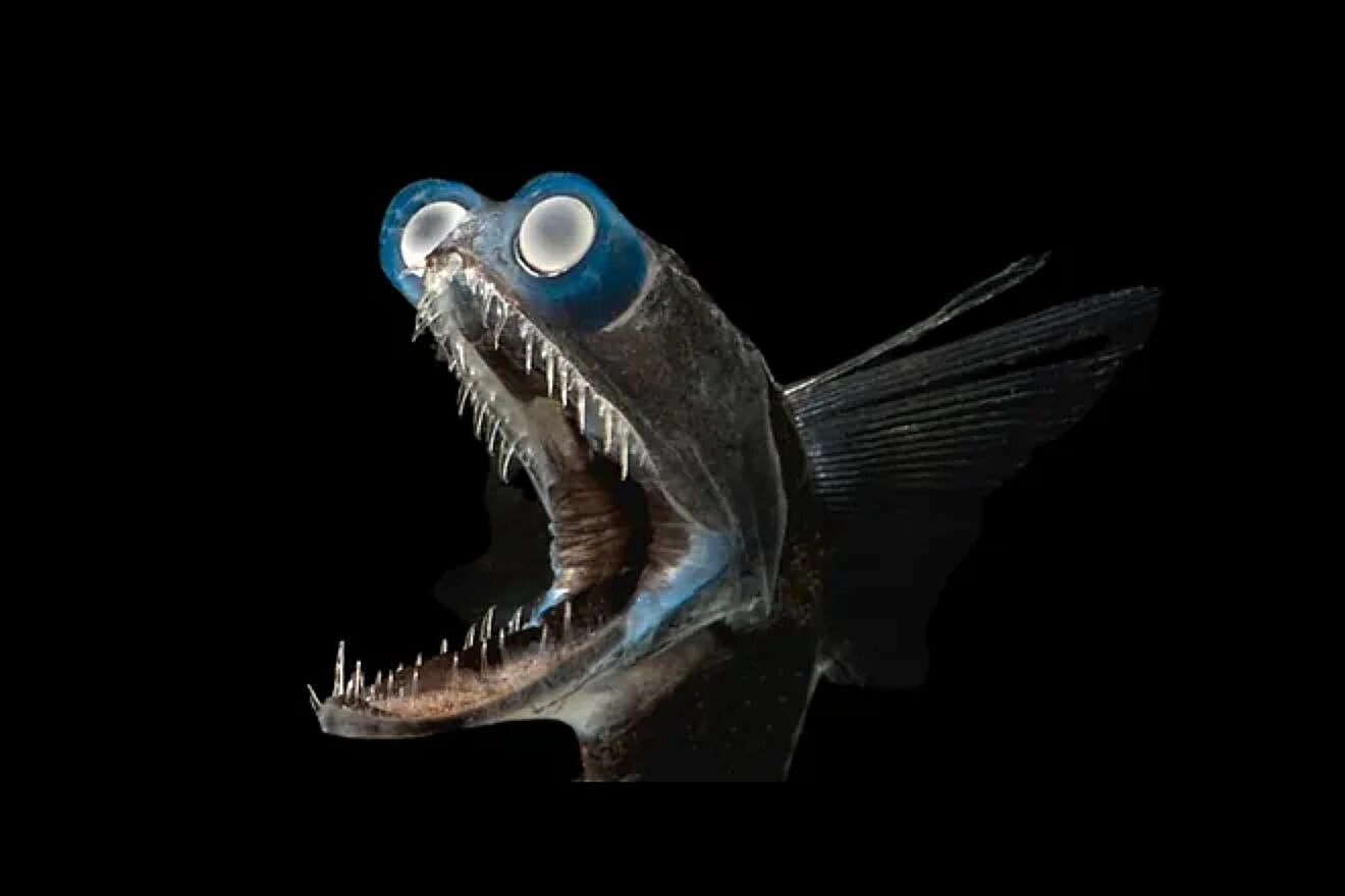 A telescope fish is found at the bottom of the sea: the predator that ...