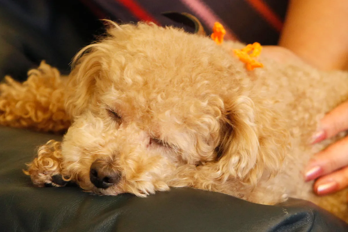 Is the $900 pet tax credit real? What you need to know about the 'CARE' law for owners